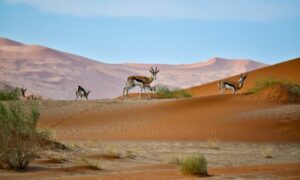 Land mit N: Namibia