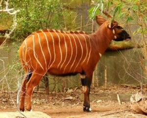 Länder mit Z: Zentralafrikanische Republik (dort lebende Bongo-Antilope)