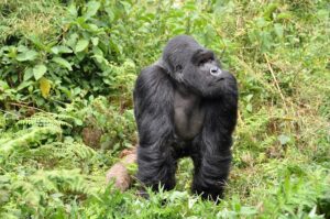 Länder mit R: Gorilla in Ruanda