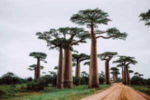 Länder mit M am Anfang: Madagaskar